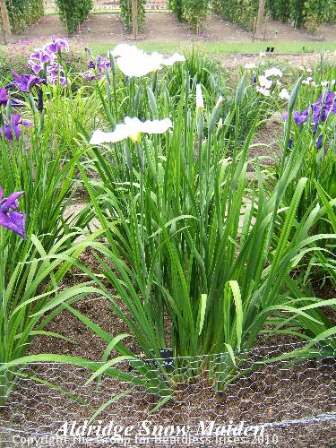 12 Aldridge Snow Maiden